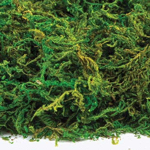 Baker Ross AV898 Dried Moss (Pack of 100G),Green, NA 4