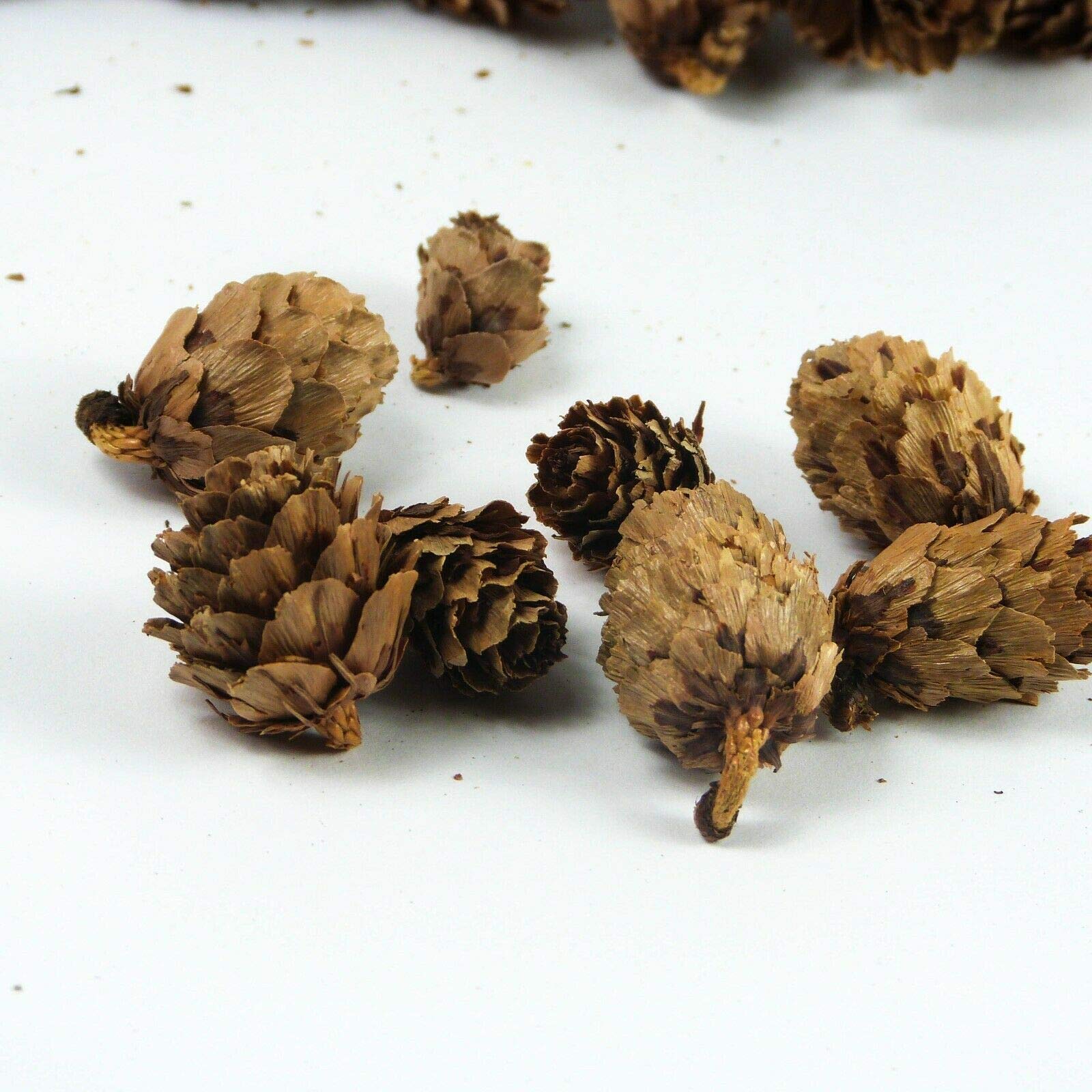Craftplay Larch Cones - Natural Potpourri for Crafts & Decor | 125g Bag (Approx. 98 Pcs)