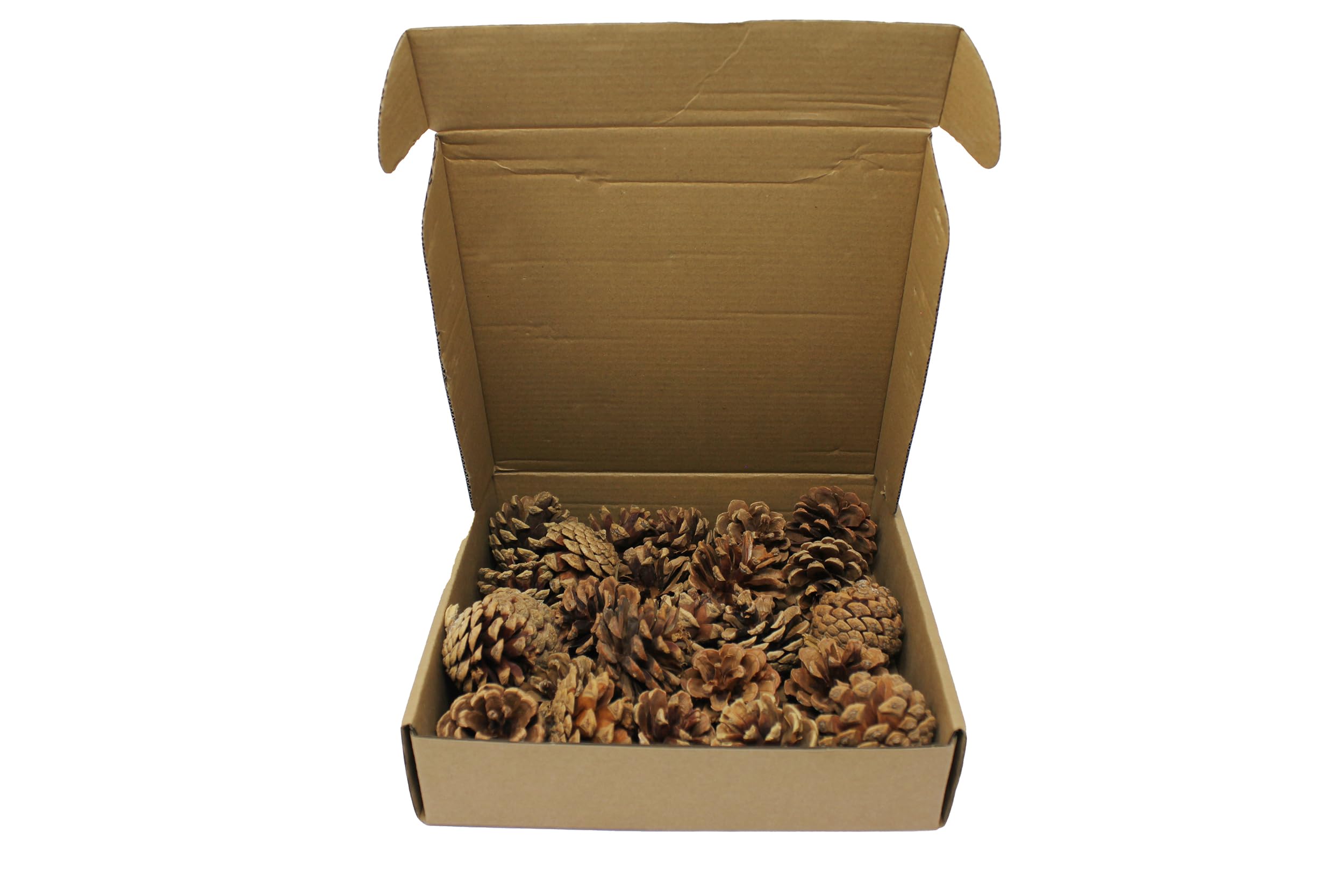 Bright Ideas Natural Pine Cones - 25 Pack, 4-6cm Size | Natural Wood for Crafts & Decor 3