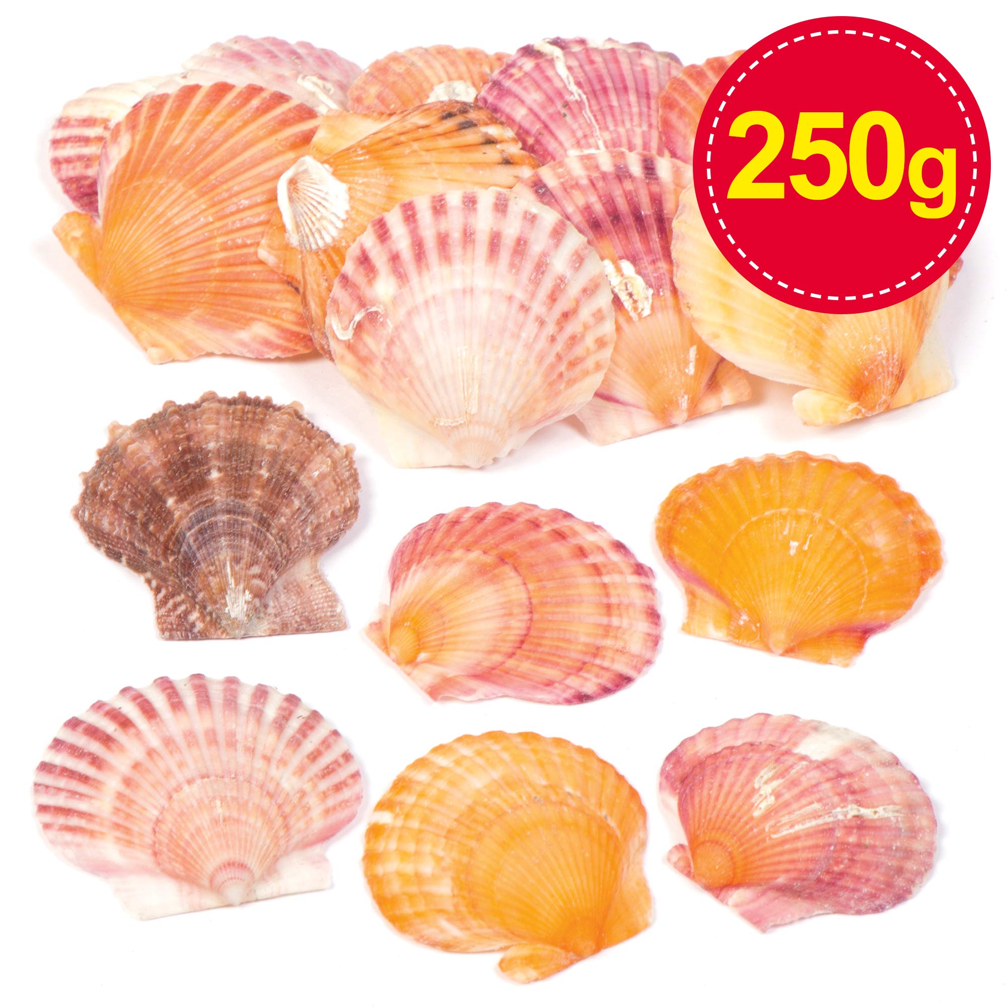 Baker Ross Mini Scallop Craft Shells - Natural Assorted Seashells for Kids Arts & Crafts | 250g Bag