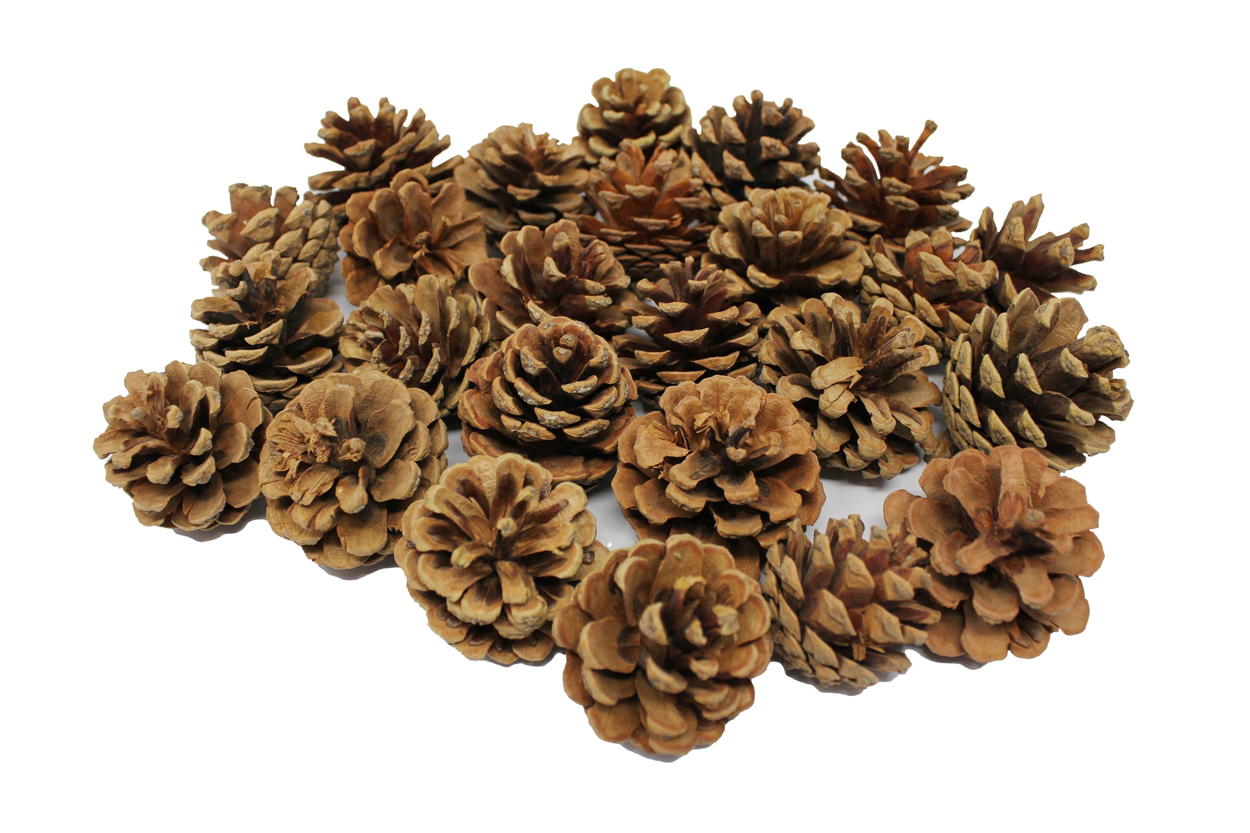 Bright Ideas Natural Pine Cones - 25 Pack, 4-6cm Size | Natural Wood for Crafts & Decor 1
