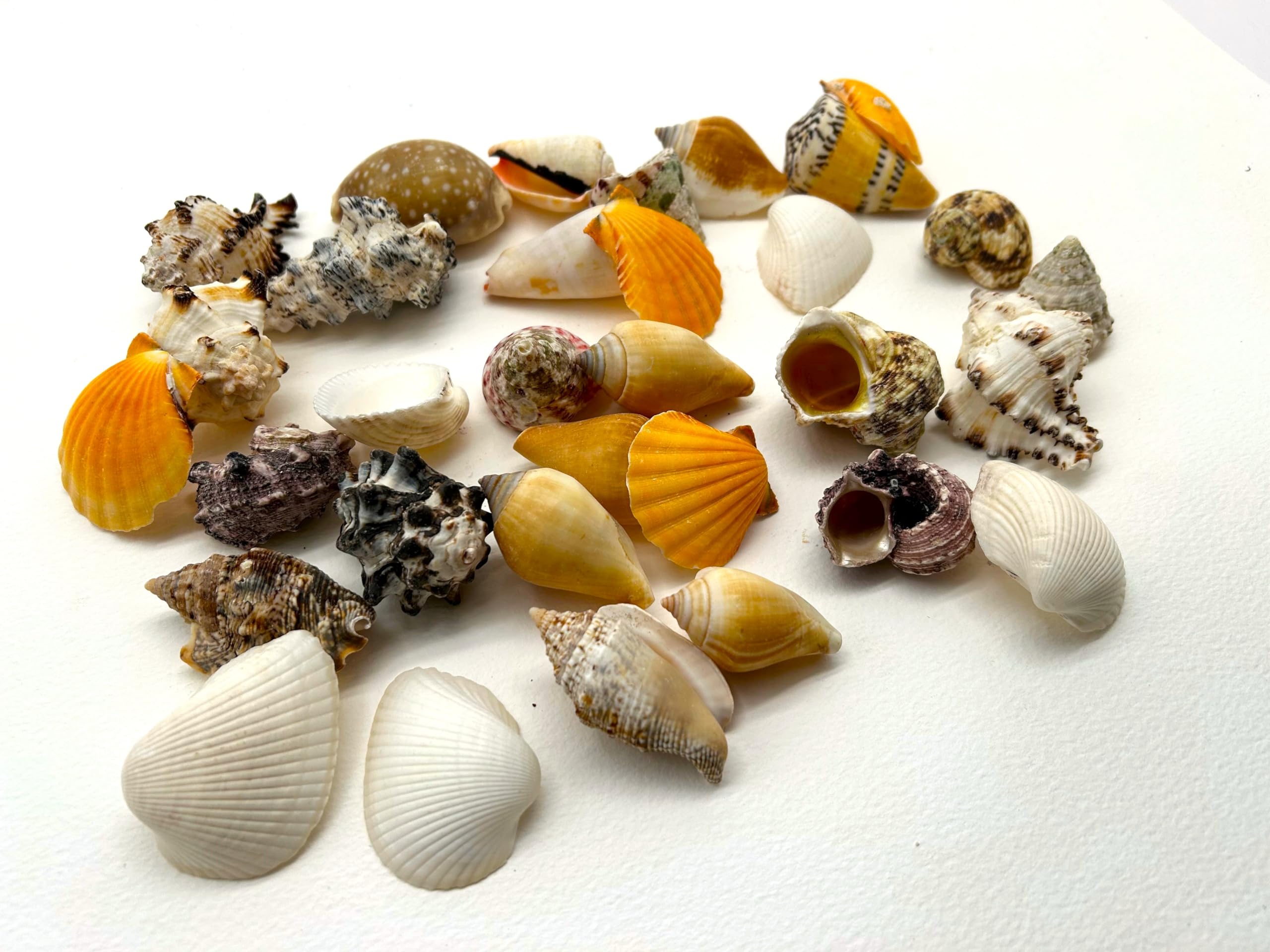 Craftplay Natural Seashells - 500g Bag Assorted Beach Shells for Crafts & Decoration | Multicolor