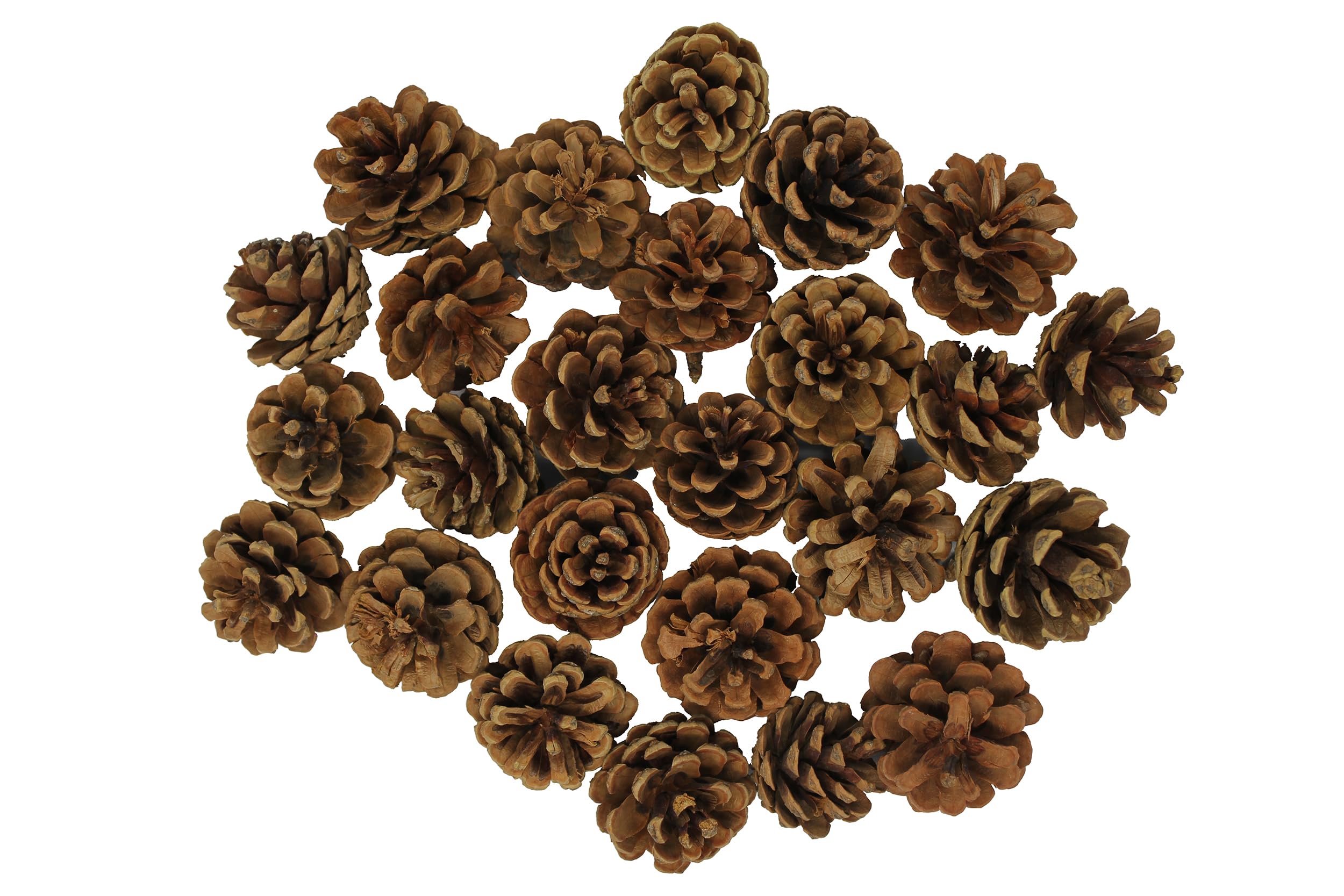 Bright Ideas Natural Pine Cones - 25 Pack, 4-6cm Size | Natural Wood for Crafts & Decor 2