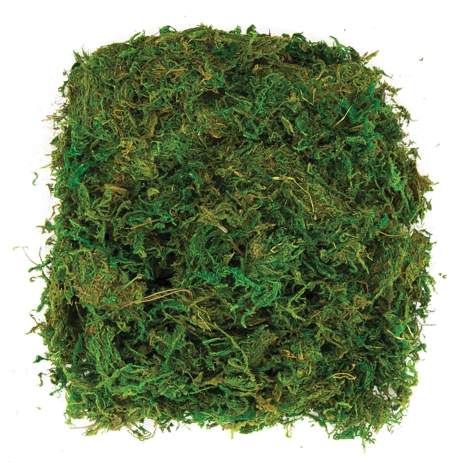 Baker Ross AV898 Dried Moss (Pack of 100G),Green, NA 1